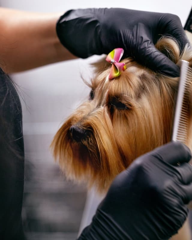 Peluquería para mascotas